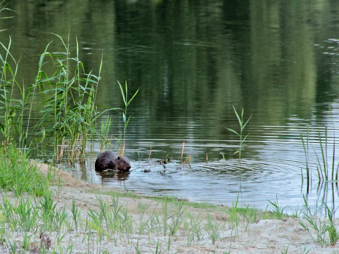 Biber am Gartower See