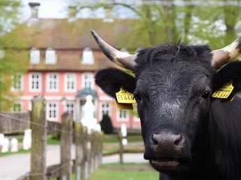 Kuh am Gartower Schloss