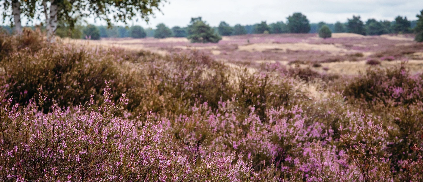 Nemitzer Heide