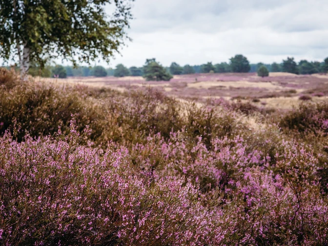 Nemitzer Heide