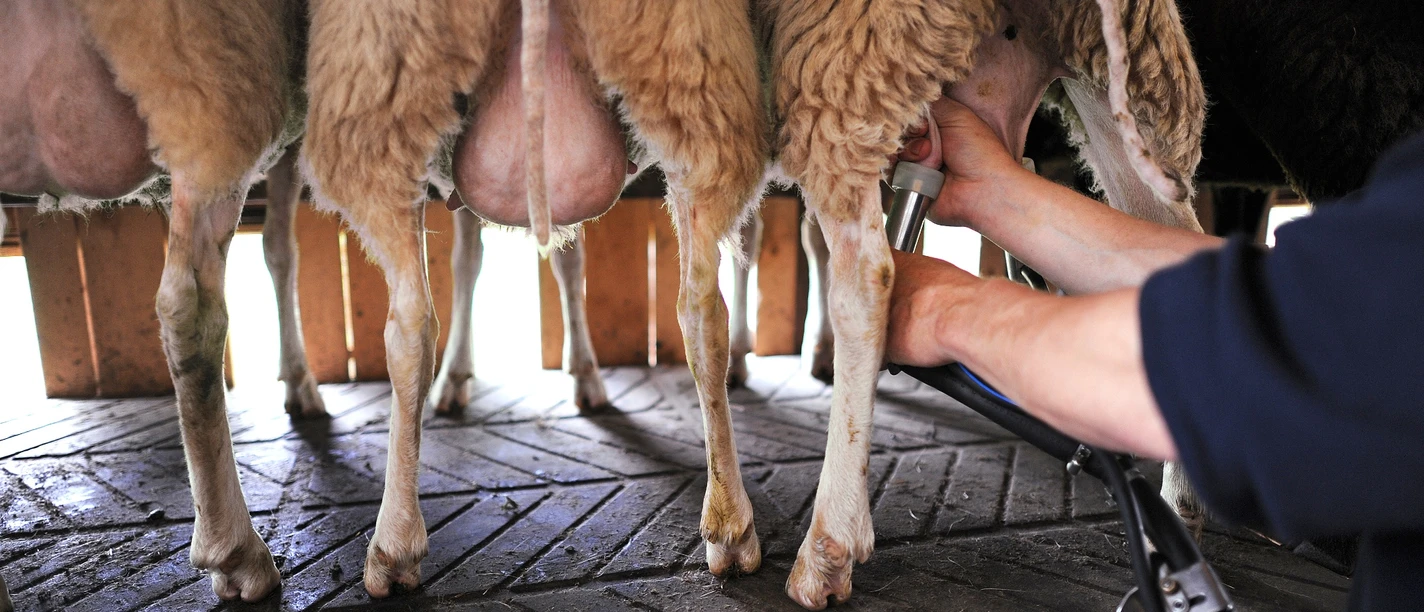 Milchschafhof Diahren