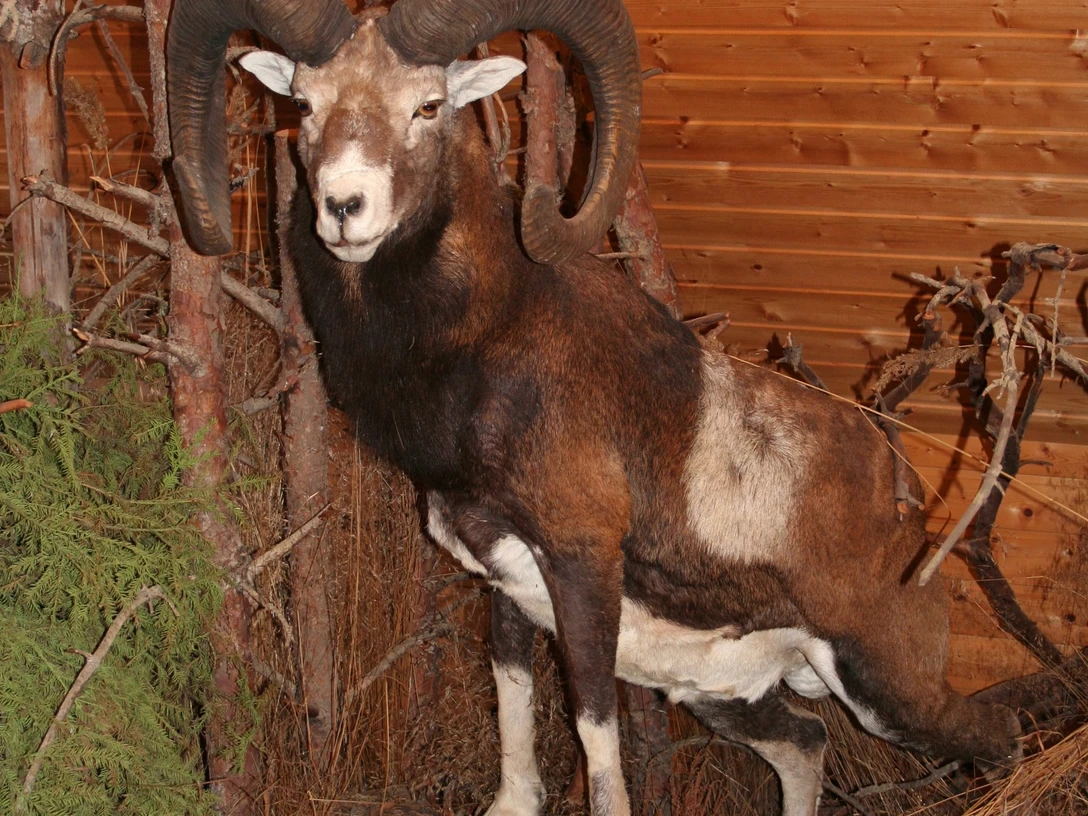 Muffelwild im Naturum