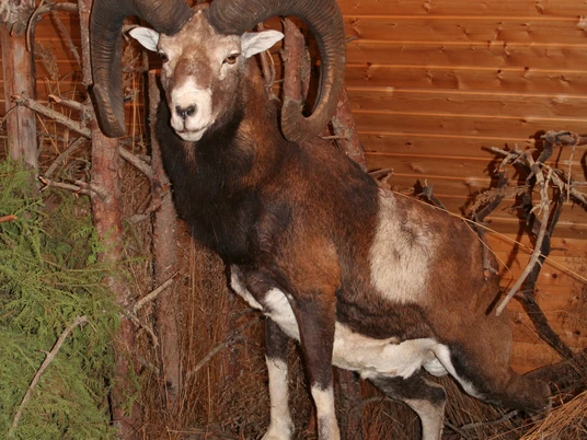 Muffelwild im Naturum