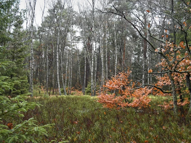 Am Kellerberg in der Göhrde