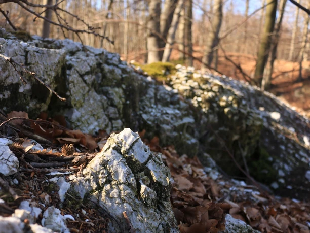 offener Gips im Wald bei Questenberg