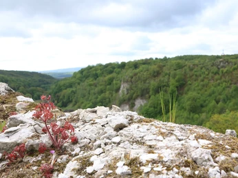 Mauer der Questenburg