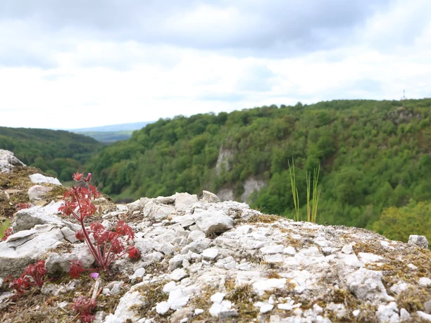 Mauer der Questenburg