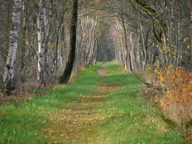 Neuer Fußweg am Dänikhorster Moor
