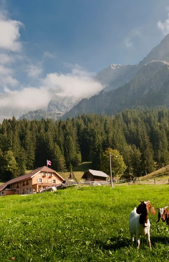 Alpwirtschaft Unterlauelen