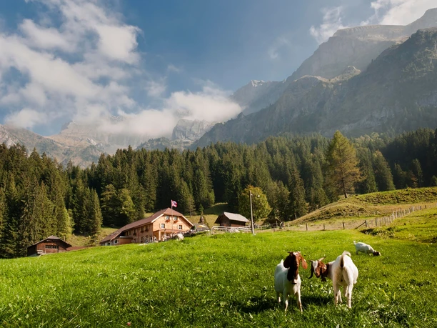 Alpwirtschaft Unterlauelen