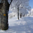 Winterwandern vom Eigenthal nach Chräigütsch