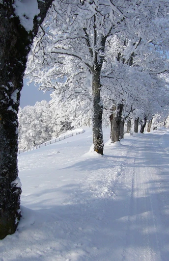 Winterwandern vom Eigenthal nach Chräigütsch