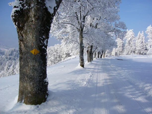 Winterwandern vom Eigenthal nach Chräigütsch