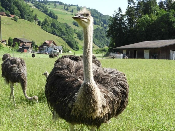 Sträusse vom Hof der Familie Barmettler in Ennetmoos