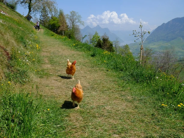 Zingel, Mueterschwandenberg; Begleiter auf dem Wanderweg
