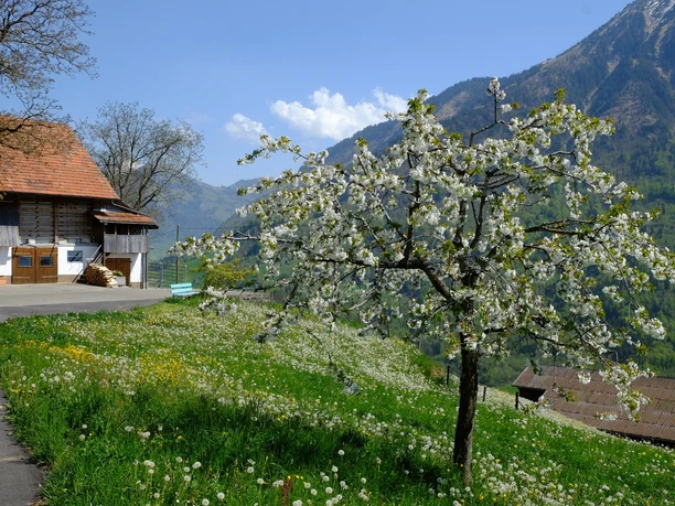 Mueterschwandenberg, Blättli