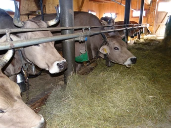 Kühe von der Chäserenholz_bearb