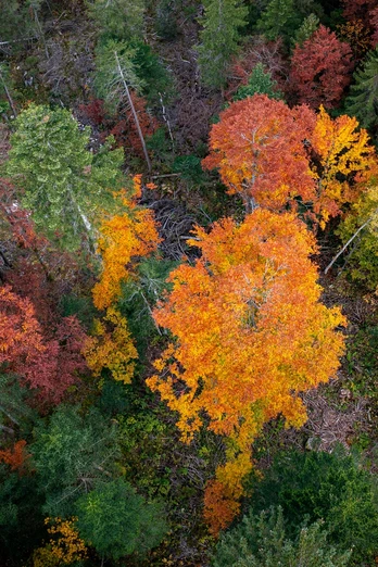 Herbstwald Chäppeliberg