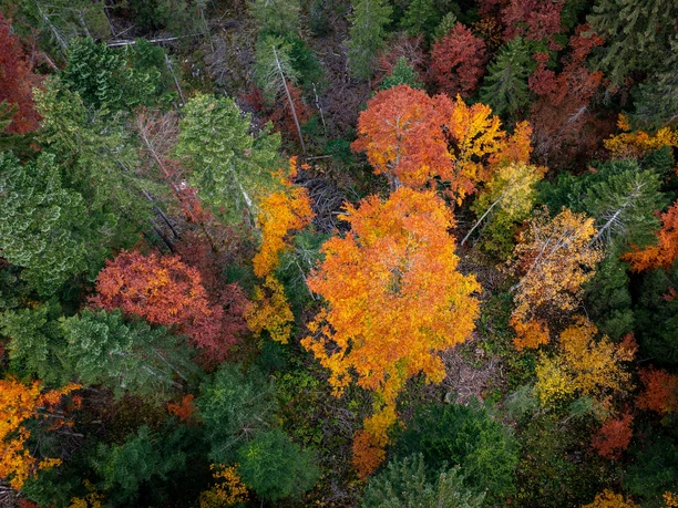 Herbstwald Chäppeliberg