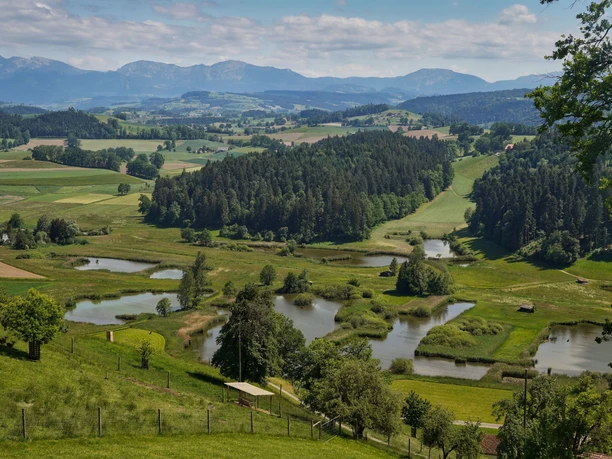 Blick auf die Weiherlandschaft Ostergau