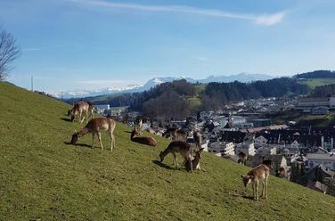 Hirschpark Willisau