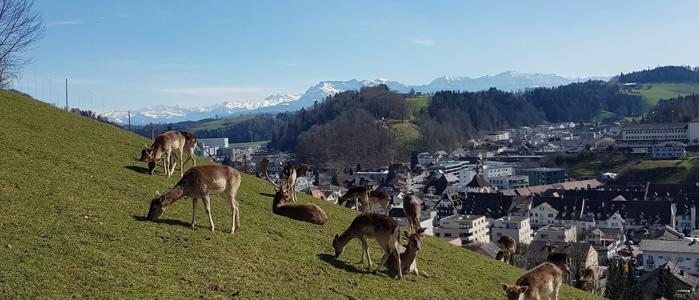 Hirschpark Willisau