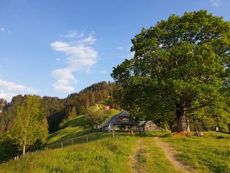 Alp Trachselegg
