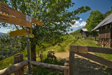 Ober Scheidegg