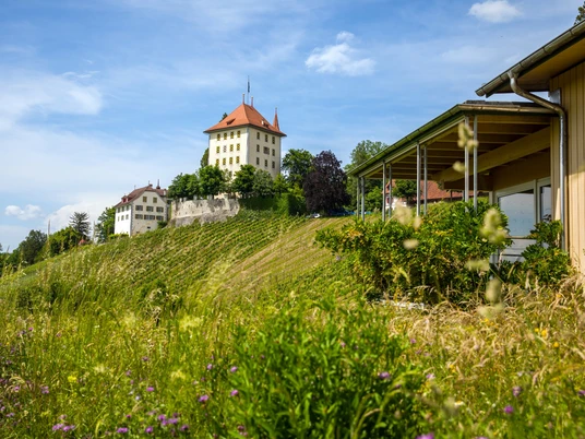 Weingut mit Schloss Heidegg im Hintergrund