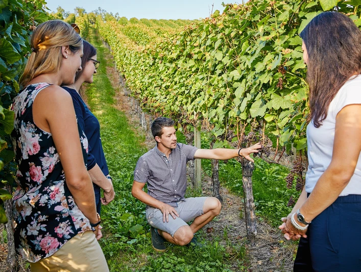 Winzer führt Gruppe durch Reben