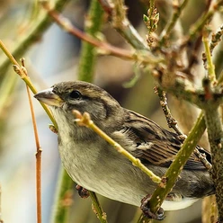 Schweizerische Vogelwarte Sempach.