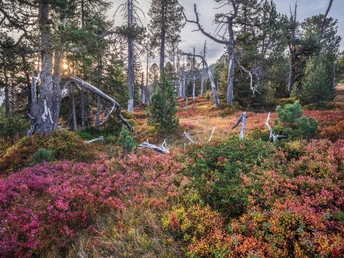Herbstliches Moor im Gebiet Haglere in Sörenberg.