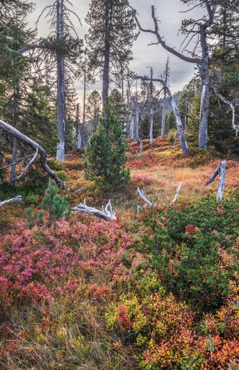 Herbstliches Moor im Gebiet Haglere in Sörenberg.