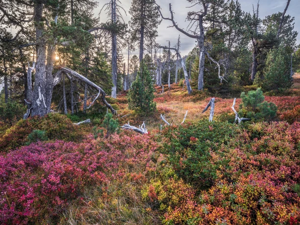 Herbstliches Moor im Gebiet Haglere in Sörenberg.