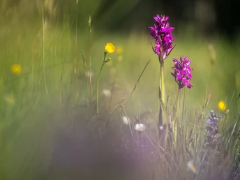 Hübsche Orchideen säumen die Entlebucher Moorlandschaften im Sommer.