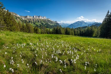 Wollgräser im Gebiet Finishütte mit Aussicht auf die Schwändelifluh.
