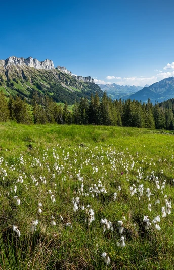 Wollgräser im Gebiet Finishütte mit Aussicht auf die Schwändelifluh.