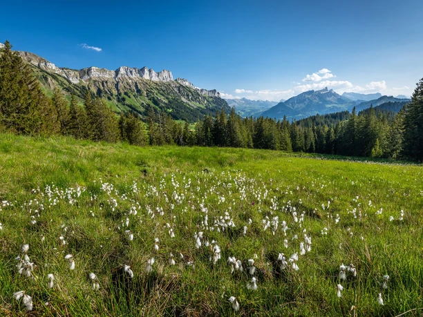 Wollgräser im Gebiet Finishütte mit Aussicht auf die Schwändelifluh.