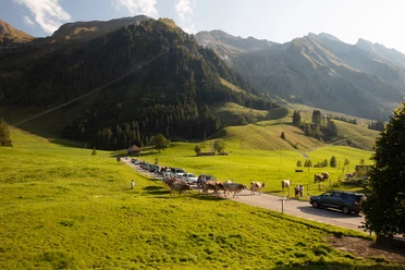 Rush Hour in Sörenberg bei der Habchegg