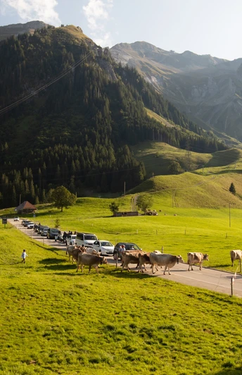 Rush Hour in Sörenberg bei der Habchegg