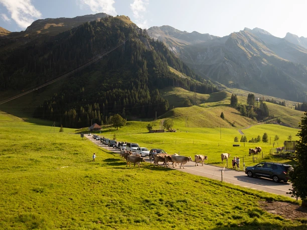 Rush Hour in Sörenberg bei der Habchegg