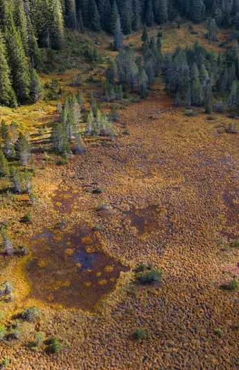 Einzigartige Moorlandschaft in der Nähe des Seewenseelis