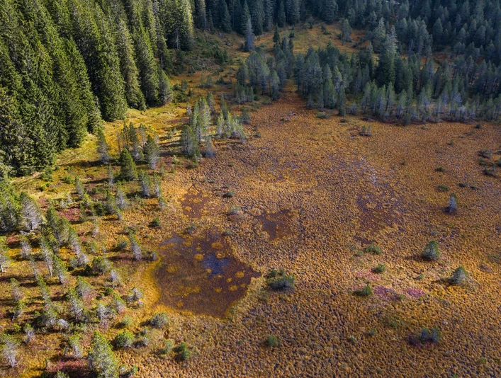 Einzigartige Moorlandschaft in der Nähe des Seewenseelis
