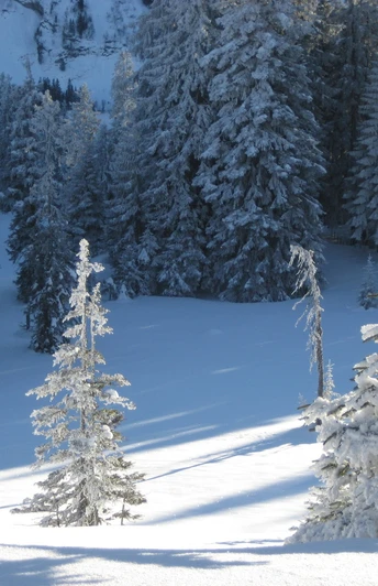 Auf dem Winterwanderweg im Gebiet Schwändeli