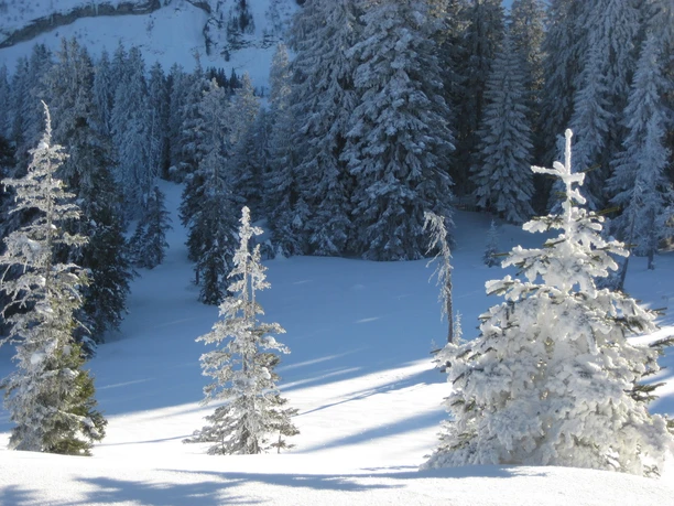 Auf dem Winterwanderweg im Gebiet Schwändeli