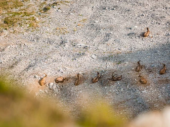 Steinbock Trek Brienzer Rothorn Sörenberg