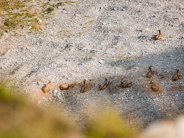 Steinbock Trek Brienzer Rothorn Sörenberg