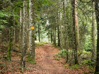 Waldabschnitte auf dem Höhenweg Entlebuch-Emmental.