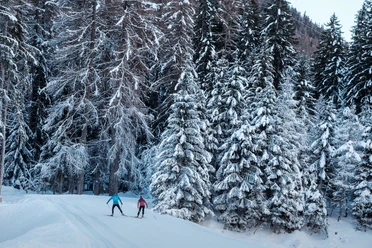 Wald, Loipe, Schnee, Himmel, Langläufer/In