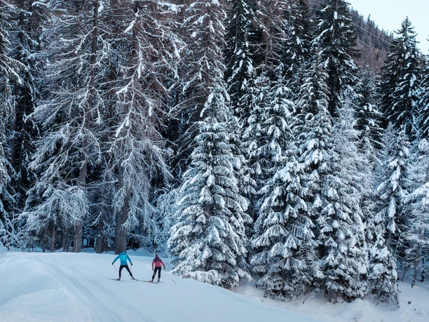 Wald, Loipe, Schnee, Himmel, Langläufer/In